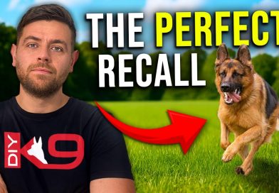 How to Teach Recall Like a Pro Dog Trainer
