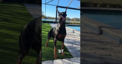 Morning training #doberman #dogs #dogtraining #dogtricks #dobermanpinschers