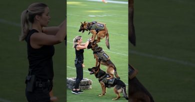Skilled German Shepherd K9 Dogs in Action – Elite Training Like You’ve Never Seen!