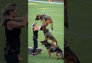 Skilled German Shepherd K9 Dogs in Action – Elite Training Like You’ve Never Seen!