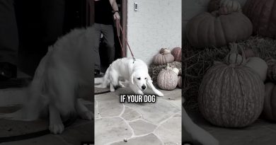 Top 4 Mistakes Making Your Dog Leash Reactive!