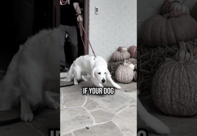 Top 4 Mistakes Making Your Dog Leash Reactive!