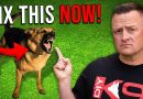 What ACTUALLY Makes Dogs AGGRESSIVE & REACTIVE?