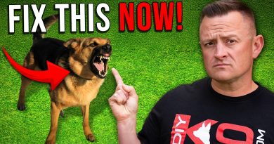 What ACTUALLY Makes Dogs AGGRESSIVE & REACTIVE?