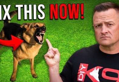 What ACTUALLY Makes Dogs AGGRESSIVE & REACTIVE? What ACTUALLY Makes Dogs AGGRESSIVE & REACTIVE?