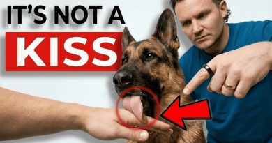 The Real Reason Your Dog Licks You (It’s NOT What You Think!)