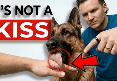 The Real Reason Your Dog Licks You (It’s NOT What You Think!) The Real Reason Your Dog Licks You (It’s NOT What You Think!)
