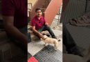 3 commands in a row yes good no Easiest method : dog training #lazemedia #labrador #shorts