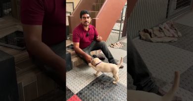 3 commands in a row yes good no Easiest method : dog training #lazemedia #labrador #shorts