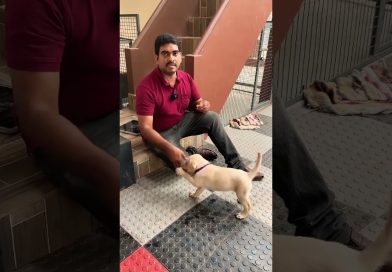 3 commands in a row yes good no Easiest method : dog training #lazemedia #labrador #shorts