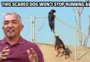 Panicked Rescue Dog Has Ran Away Over 100 Times?! | Cesar 911 Throwbacks