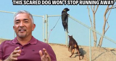 Panicked Rescue Dog Has Ran Away Over 100 Times?! | Cesar 911 Throwbacks