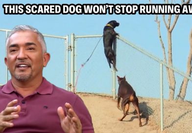 Panicked Rescue Dog Has Ran Away Over 100 Times?! | Cesar 911 Throwbacks