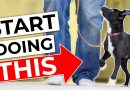 STOP Doing Your Traditional Puppy Leash Walking Training!