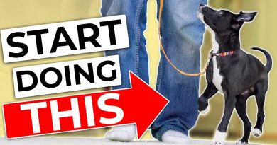STOP Doing Your Traditional Puppy Leash Walking Training!