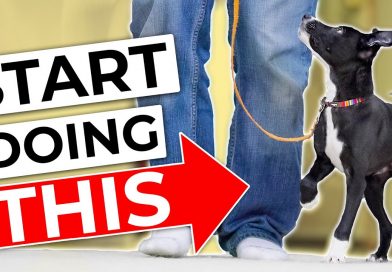 STOP Doing Your Traditional Puppy Leash Walking Training!
