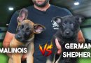 Malinois vs German Shepherd – Why I PREFER German Shepherds!