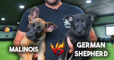 Malinois vs German Shepherd – Why I PREFER German Shepherds!