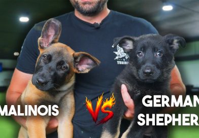 Malinois vs German Shepherd – Why I PREFER German Shepherds!