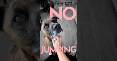 How to teach a dog to greet new people. (WITHOUT JUMPING ON THEM)  #dogtraining