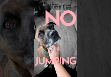 How to teach a dog to greet new people. (WITHOUT JUMPING ON THEM) #dogtraining How to teach a dog to greet new people. (WITHOUT JUMPING ON THEM) #dogtraining