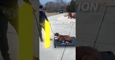 Training A Dog With ADHD! Listen Up!