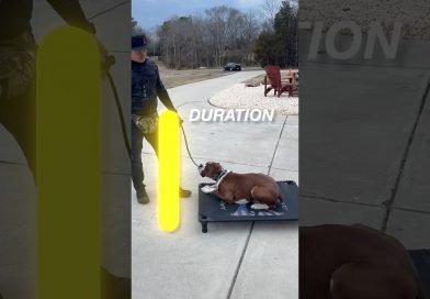 Training A Dog With ADHD! Listen Up!