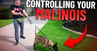 How to Stop Leash Pulling FAST With A High Drive Dog!