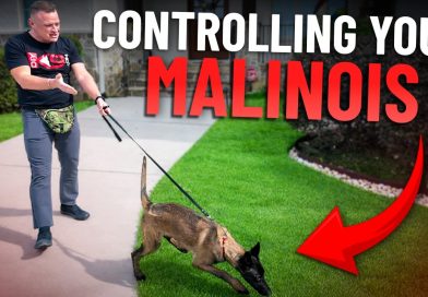How to Stop Leash Pulling FAST With A High Drive Dog! How to Stop Leash Pulling FAST With A High Drive Dog!
