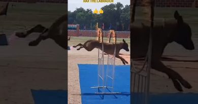 indian army dog training 🔥🇮🇳#shorts #army #viral