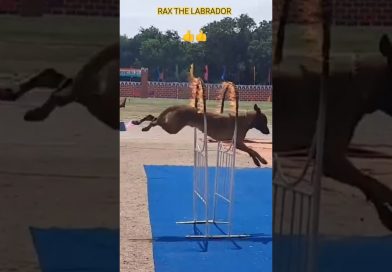 indian army dog training 🔥🇮🇳#shorts #army #viral