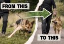 Give Me 6 Minutes and I’ll Stop Your Dog Pulling!