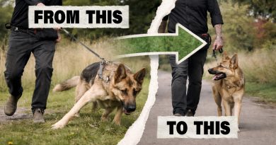 Give Me 6 Minutes and I’ll Stop Your Dog Pulling!