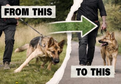 Give Me 6 Minutes and I’ll Stop Your Dog Pulling! Give Me 6 Minutes and I’ll Stop Your Dog Pulling!