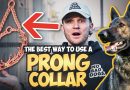 How to use the Prong Collar To Train Your Dog