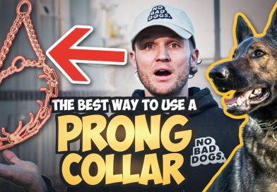 How to use the Prong Collar To Train Your Dog
