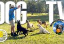 Entertaining Dog TV for Your Dog – Dog Video for Dogs To Watch 🐶 Relaxing Music & Real Sounds