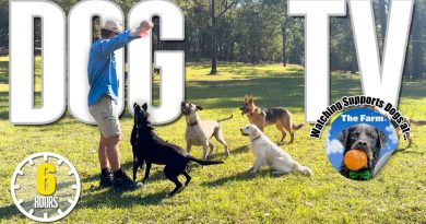 Entertaining Dog TV for Your Dog – Dog Video for Dogs To Watch 🐶 Relaxing Music & Real Sounds