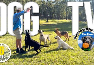 Entertaining Dog TV for Your Dog – Dog Video for Dogs To Watch 🐶 Relaxing Music & Real Sounds Entertaining Dog TV for Your Dog – Dog Video for Dogs To Watch 🐶 Relaxing Music & Real Sounds