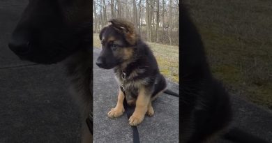 Germany Shepherd Puppy Starts Learning…