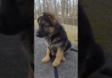 Germany Shepherd Puppy Starts Learning… Germany Shepherd Puppy Starts Learning…