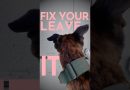 How to teach a dog to leave it. (THAT ACTUALLY WORKS)  #dogtraining #puppytraining
