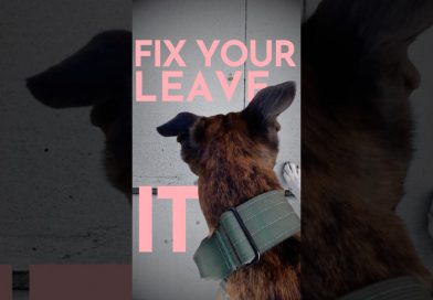 How to teach a dog to leave it. (THAT ACTUALLY WORKS)  #dogtraining #puppytraining