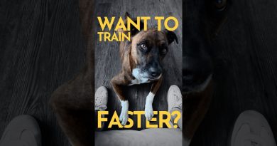 How to train any dog (FASTER) #dogtraining