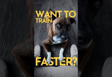 How to train any dog (FASTER) #dogtraining How to train any dog (FASTER) #dogtraining
