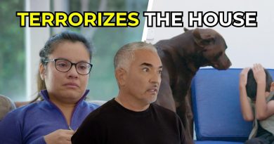 Cesar Helps a Family Whose Dogs’ Energy Became Dangerous | Better Human Better Dog