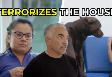 Cesar Helps a Family Whose Dogs’ Energy Became Dangerous | Better Human Better Dog Cesar Helps a Family Whose Dogs’ Energy Became Dangerous | Better Human Better Dog