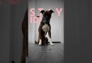 How to teach ANY dog to sit and stay. (FAST!)  #dogtraining #puppytraining