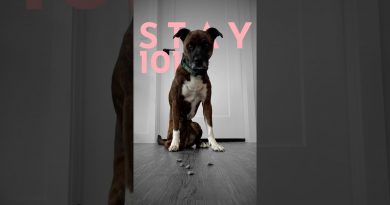 How to teach ANY dog to sit and stay. (FAST!)  #dogtraining #puppytraining
