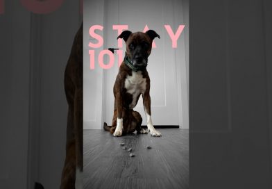 How to teach ANY dog to sit and stay. (FAST!)  #dogtraining #puppytraining
